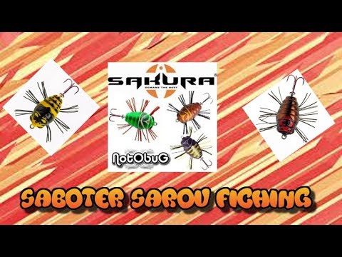 Видео: Воблер Sakura NotoBug - необычный жук