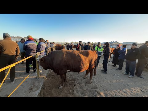 Видео: 19 октября 2025 г. ТУРТКУЛЬ МОЛ БОЗОР НАРХЛАРИ 