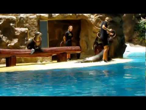 Видео: Шоу морских котиков в Лоро парке.Тенерифе.Испания. Shaw seals in Loro parke.Tenerife.Ispaniya.