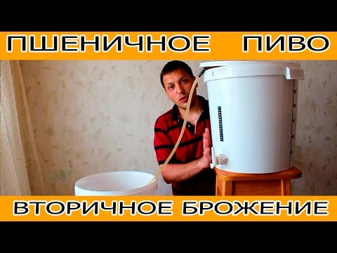 Видео: Брожение пшеничного пива, вторичное