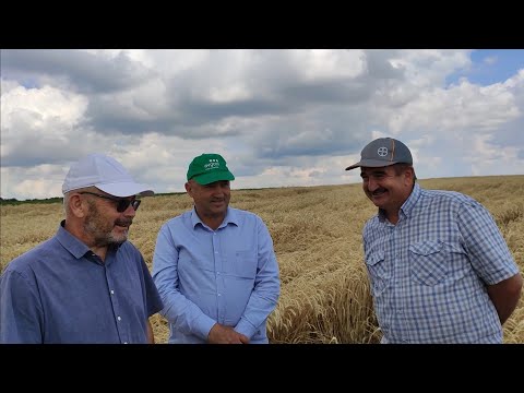 Видео: Покровные культуры - важный элемент достижения высоких урожаев в No-till, технология Андрея Бедненко