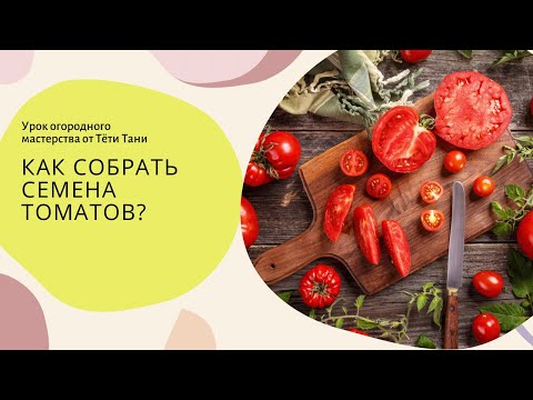 Видео: 592. Выпускаем семена томатов правильно. Это важно!