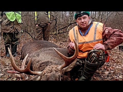 Видео: ЗАГОННАЯ ОХОТА НА ТОФЕЙНОГО ЛОСЯ!!! КАК Я ПЕРЕРАБАТЫВАЮ МЯСО!!!