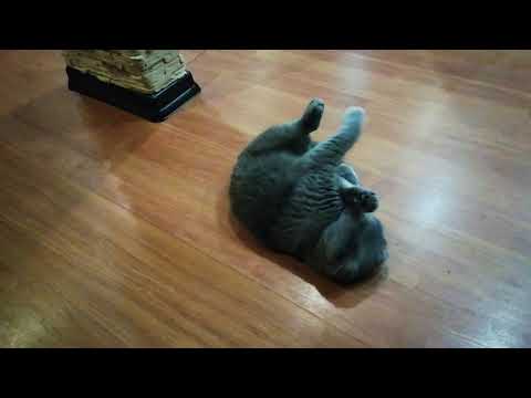 Видео: Как удовлетворить кошку или, что делать если нет поблизости кота...