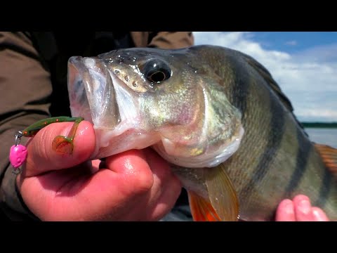 Видео: Ловля ОКУНЯ на спиннинг в Июле|Цвета и приманки которые ловят|Рыбалка на озере с лодки