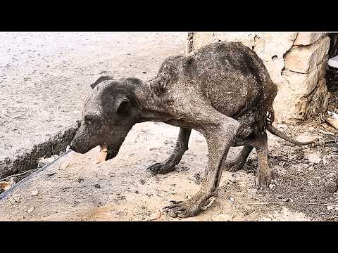 Видео: Как поживает бездомная собака, жившая на свалке, похожая на летучую мышь и которую все боялись?