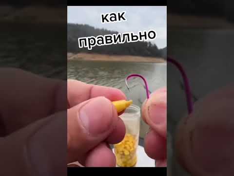 Видео: Как правильно насаживать кукурузу #лайк #подписка #fishing #рыбалка #приманка