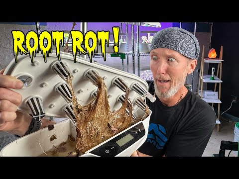 Видео: Поддержание чистоты: предотвращение корневой гнили в гидропонике