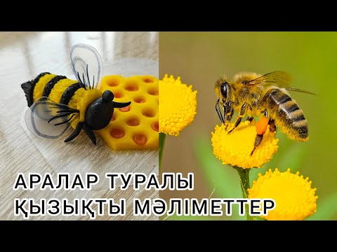 Видео: Аралар жайлы қызықты деректер. Ермексаздан ара. Пчела из пластилина