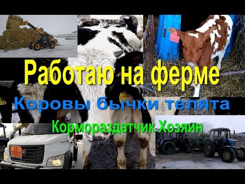 Видео: Работаю на ферме завозим солому   Телята бычки коровы  Кормораздатчик Хозяин