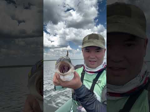 Видео: Вот это окуню‼️#репост  #врек #рек #shortsvideo #shorts #окуньнаблесну #fishing #рыбалка