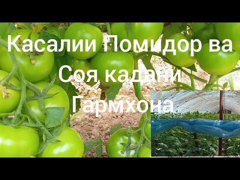 Видео: касалии помидор ва соя кардани гармхона