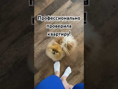 Видео: Как думаете, одобрила? 🐶😂 #собака #pomeranian #померанскийшпиц #шпиц #животные #puppy #pom