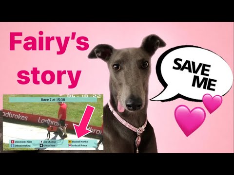 Видео: История спасения борзой. Раненая гоночная борзая нашла любящий дом 🥰