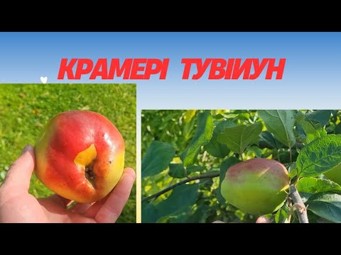 Видео: Крамері тувіиун, мій улюблений естонський сорт яблуні