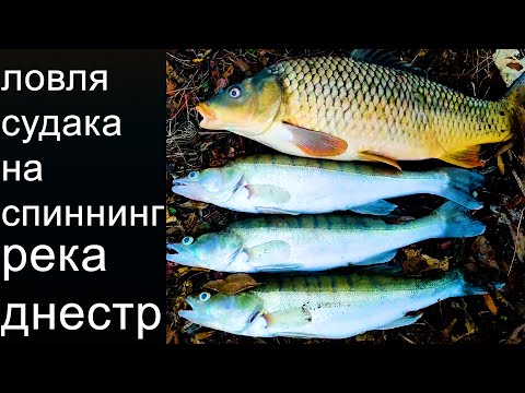 Видео: Судак на спиннинг