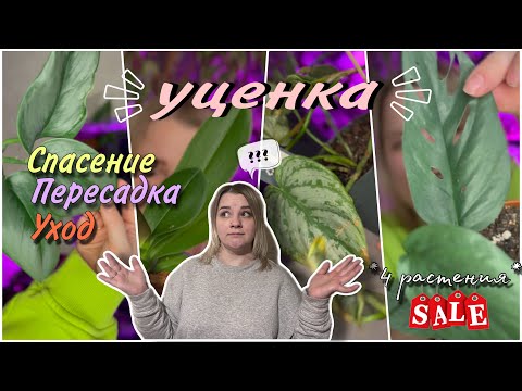Видео: Растения с уценки🪴‼️Пересадка фаленопсиса, филодендрона и эпипремнума🌸🌱