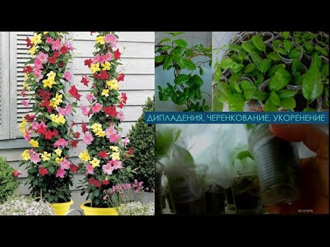 Видео: Дипладения, мандевилла, размножение, укоренение.