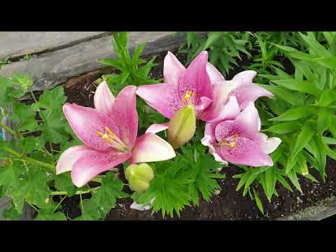 Видео: Дача / Выращиваю овощи, ягоды, цветы