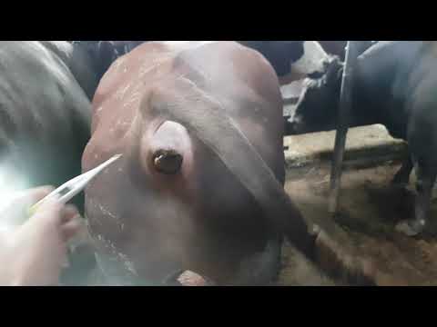 Видео: откорм бычков