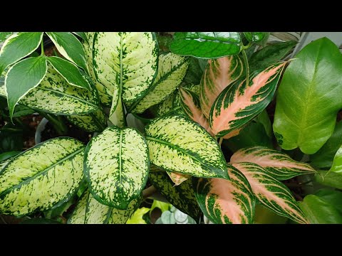 Видео: Обзор комнатных растений🍀❤️🌿❤️☘️ Продолжение...