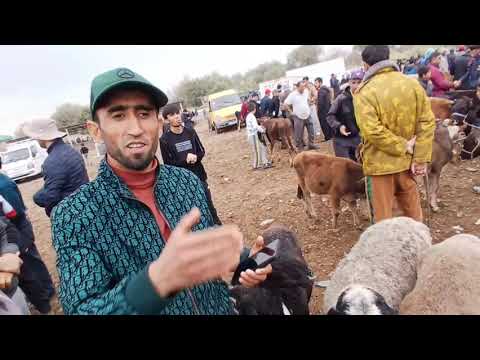Видео: Сезон омад буқача ғуноҷин моли майда молбозори н Ёвон #ёвон #молбозор 06. 10.2025