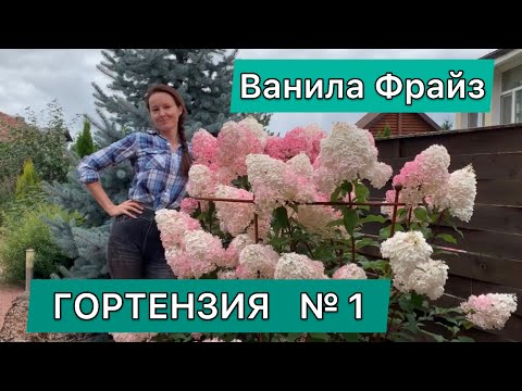 Видео: Обрезка Гортензии Метельчатой.  Ванила Фрайз.