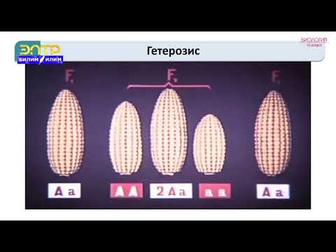 Видео: 10-класс | Биология | Селекция илими. Селекциянын негизги ыкмалары. Өсүмдүктөрдүн селекциясы