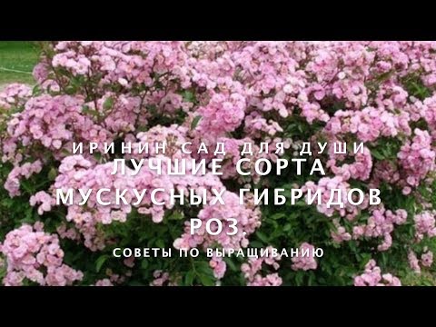Видео: Лучшие сорта мускусных гибридов роз.
