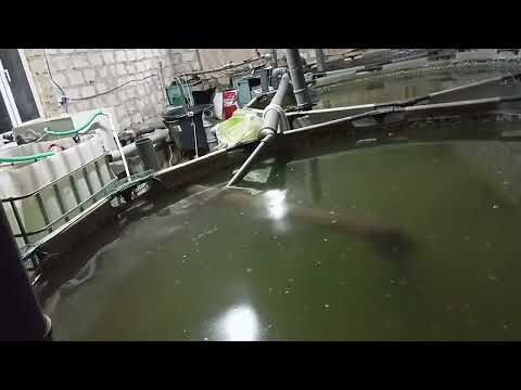 Видео: Полтора года осетру, и изменения у осетра