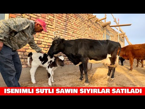 Видео: ИСЕНИМЛИ СУТЛИ САУЫН СИЙЫРЛАР САТЫЛАДЫ АСЫГАМЫЗ 