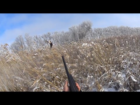 Видео: СУПЕР ОХОТА НА ФАЗАНА после снегопада! Охота на фазана в Казахстане. Охота на фазана с дратхаарами.