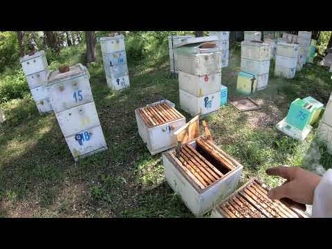 Видео: Изоляция маток на 60 дней в разгар сезона. Подробно.15.10.21 год.