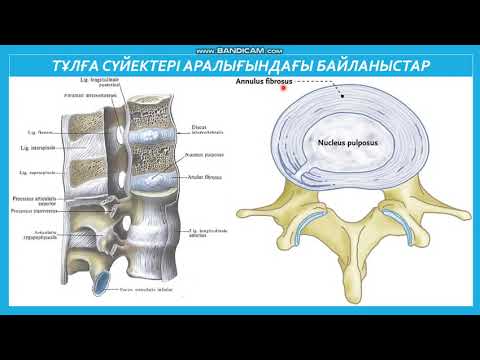 Видео: Тұлға сүйектері және бас сүйектері арасындағы байланыстар. Омыртқа денесінің арасындағы байланыстар.