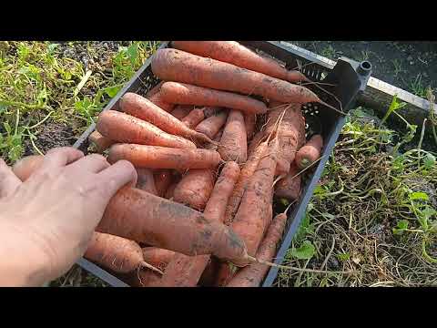 Видео: 20 сентября 2025 г