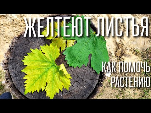 Видео: ПОЧЕМУ ЖЕЛТЕЮТ ЛИСТЬЯ. ХЛОРОЗ РАСТЕНИЙ. ЧЕМ ОПАСЕН И КАК С НИМ БОРОТЬСЯ