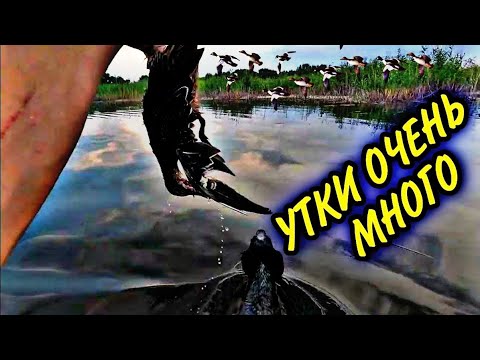 Видео: УТКИ ОЧЕНЬ МНОГО. Охота на утку с чучелами.Сентябрь(2023)