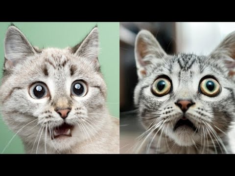 Видео: 30 МИНУТ 😼 Смешные моменты с кошками, снятые на камеру! 😂
