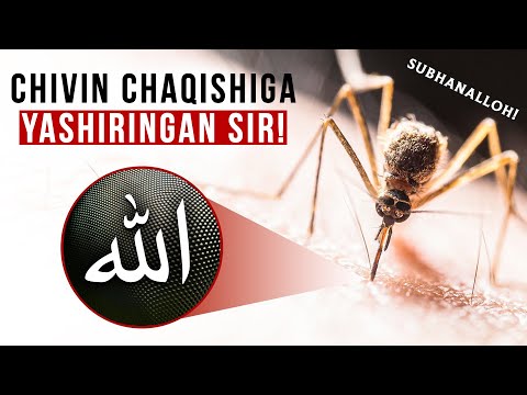 Видео: Чивин нега айнан сизни чақади?