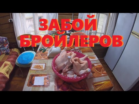 Видео: ЗАБОЙ БРОЙЛЕРОВ в 37 дней.