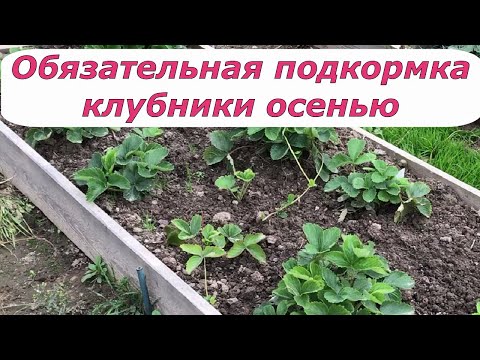 Видео: 497  Обязательная подкормка клубники осенью