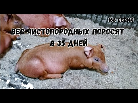 Видео: Вес  чистопородных поросят при отлучки породы дюрок , пьетрен.