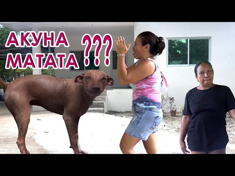 Видео: КАК ЖИВУТ И ОТДЫХАЮТ БОГАТЫЕ ФИЛИППИНЦЫ