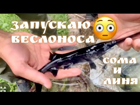 Видео: Рыбе 300 млн лет! Запускаю ВЕСЛОНОСА в пруд! Уникальный эксперимент с реликтовой рыбой!