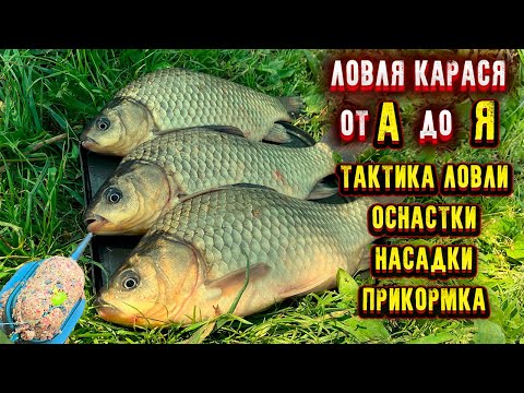 Видео: Всё про ловлю карася Как поймать карася?