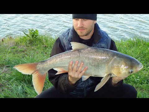 Видео: Риболов на Толстолоб езеро ,,Витска Елия,, (Част-3) България