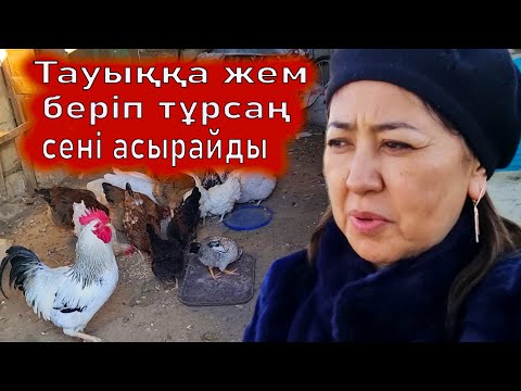 Видео: Куры. Тауықтар өзінде сеніде асырайды.Тауық бағу