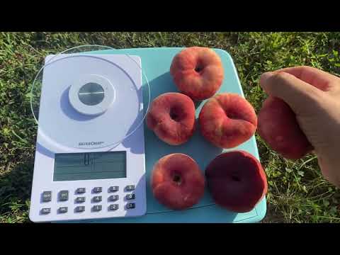 Видео: Персик Плане Стар на 01.09.2025! Смачний та перспективний інжирний персик