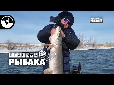 Видео: Зимний спиннинг. Щука, судак, нельма. Рыбалка в Казахстане | Планета рыбака