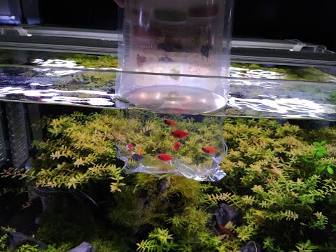 Видео: Адаптиране на рибки в аквариум. Как се пускат рибки във вода. Подбор на декоративни рибки.